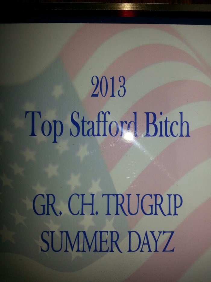 Manorview Staffords, Staffordshire Bull Terriers, Manorville, New York